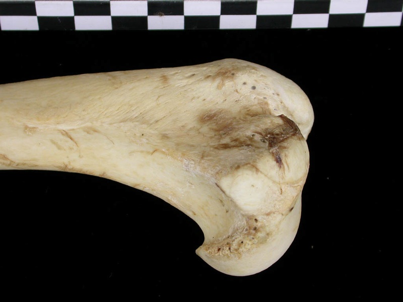 Humérus : partie proximale (6801 visites) Canis lupus - Adulte - Élément droitCollection : Centre d'Investigation Portugais d'Archéologie, ... Humérus : partie proximale