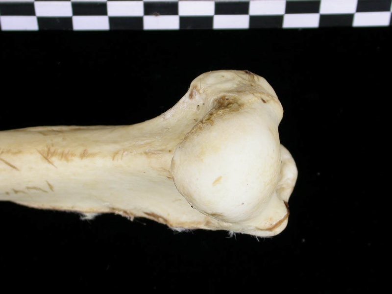Humérus : partie proximale (6559 visites) Canis lupus - Adulte - Élément droitCollection : Centre d'Investigation Portugais d'Archéologie, ... Humérus : partie proximale