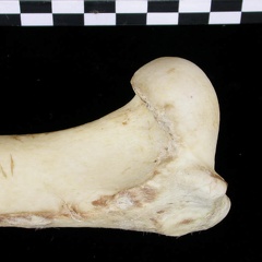 Humérus : partie proximale (6611 visites) Canis lupus - Adulte - Élément droitCollection : Centre d'Investigation Portugais d'Archéologie, ... Humérus : partie proximale