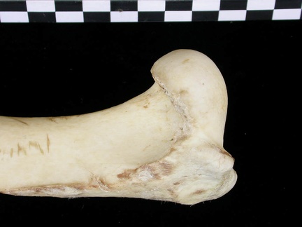 Humérus : partie proximale (6603 visites) Canis lupus - Adulte - Élément droitCollection : Centre d'Investigation Portugais d'Archéologie, ... Humérus : partie proximale