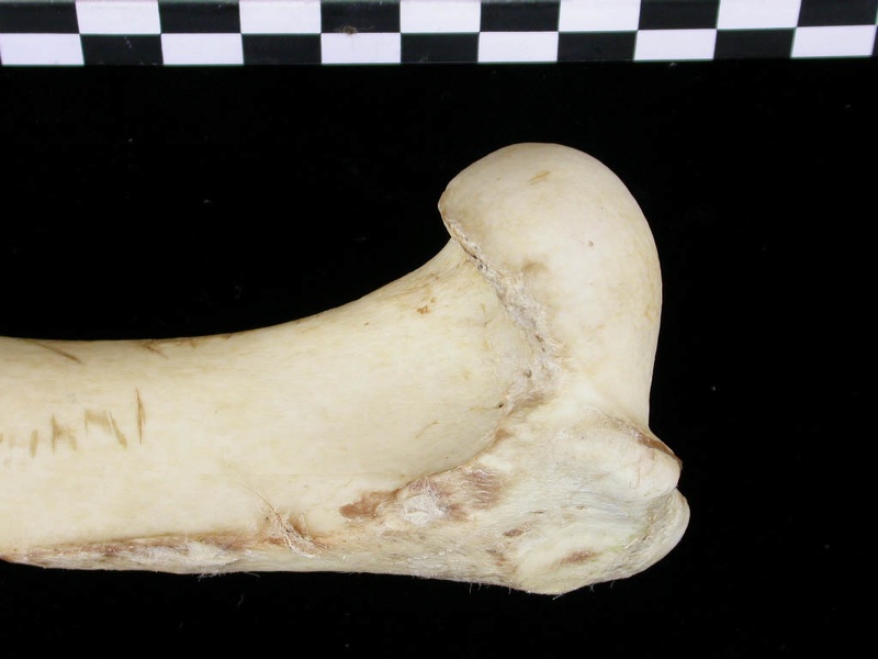 Humérus : partie proximale (6601 visites) Canis lupus - Adulte - Élément droitCollection : Centre d'Investigation Portugais d'Archéologie, ... Humérus : partie proximale