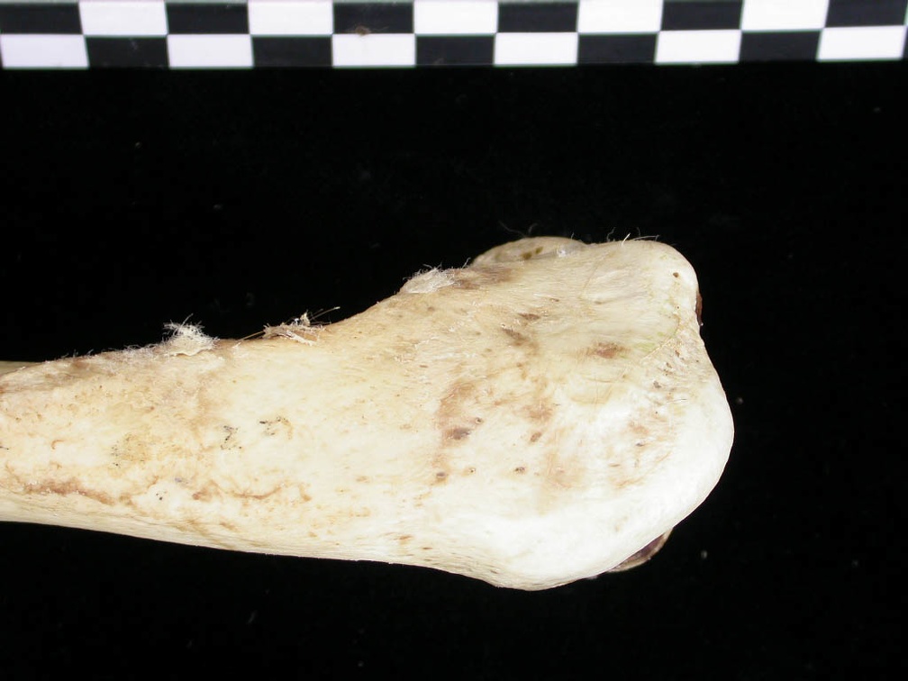 Humérus : partie proximale (6725 visites) Canis lupus - Adulte - Élément droitCollection : Centre d'Investigation Portugais d'Archéologie, ... Humérus : partie proximale