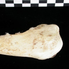 Humérus : partie proximale (6721 visites) Canis lupus - Adulte - Élément droitCollection : Centre d'Investigation Portugais d'Archéologie, ... Humérus : partie proximale