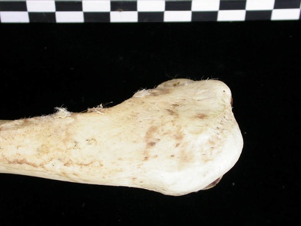 Humérus : partie proximale (6714 visites) Canis lupus - Adulte - Élément droitCollection : Centre d'Investigation Portugais d'Archéologie, ... Humérus : partie proximale