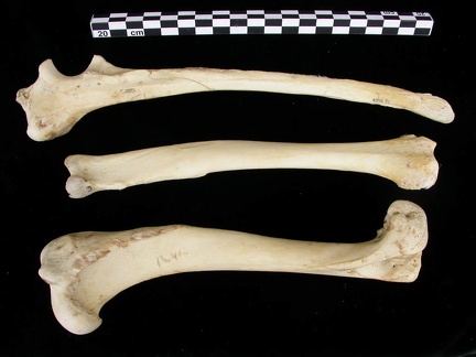 Humérus, radius et ulna (11671 visites) Canis lupus - Adulte - Éléments droitsCollection : Centre d'Investigation Portugais d'Archéologie... Humérus, radius et ulna