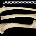 Humérus, radius et ulna