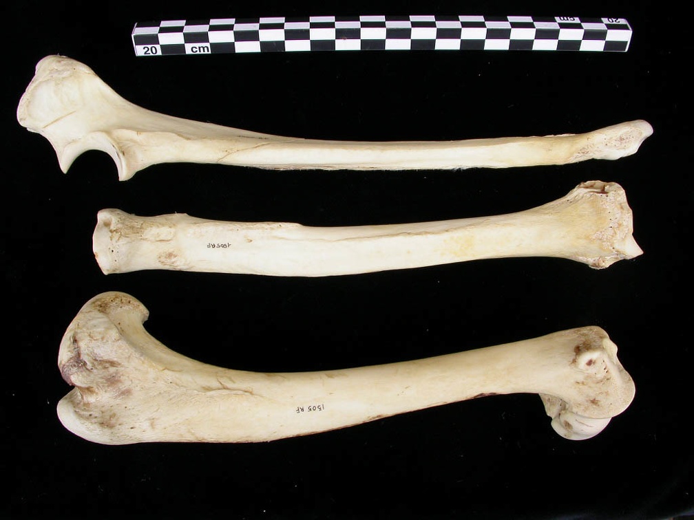 Humérus, radius et ulna (12241 visites) Canis lupus - Adulte - Éléments droitsCollection : Centre d'Investigation Portugais d'Archéologie... Humérus, radius et ulna