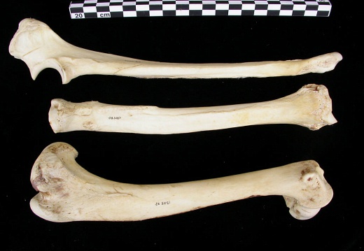 Humerus,radius and ulna