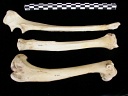 Humerus,radius and ulna