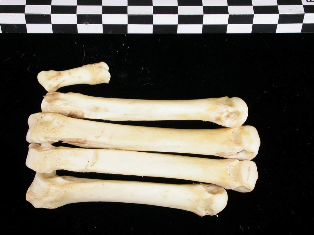 Métacarpiens (8999 visites) Canis lupus - Adulte - Éléments droitsCollection : Centre d'Investigation Portugais d'Archéologie... Métacarpiens