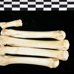 Métacarpiens (8972 visites) Canis lupus - Adulte - Éléments droitsCollection : Centre d'Investigation Portugais d'Archéologie... Métacarpiens