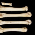 Métacarpiens (9344 visites) Canis lupus - Adulte - Éléments droitsCollection : Centre d'Investigation Portugais d'Archéologie... Métacarpiens