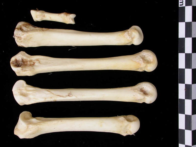 Métacarpiens (9389 visites) Canis lupus - Adulte - Éléments droitsCollection : Centre d'Investigation Portugais d'Archéologie... Métacarpiens