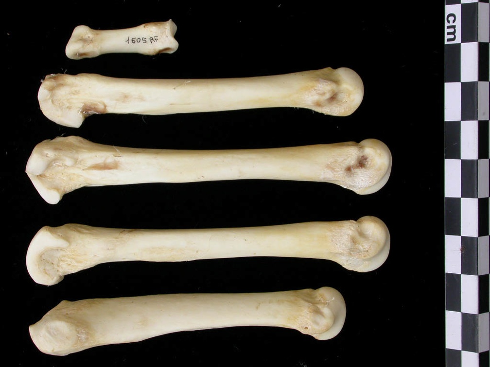 Metacarpals (9424 visits) Canis lupus - Adult - Right elementsCollection: Portuguese Center of Investigation in Archaeology, ... Metacarpals
