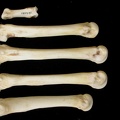 Métacarpiens (9447 visites) Canis lupus - Adulte - Éléments droitsCollection : Centre d'Investigation Portugais d'Archéologie... Métacarpiens
