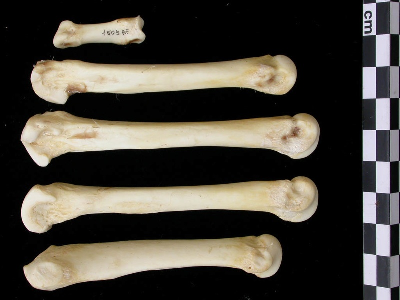 Métacarpiens (9490 visites) Canis lupus - Adulte - Éléments droitsCollection : Centre d'Investigation Portugais d'Archéologie... Métacarpiens