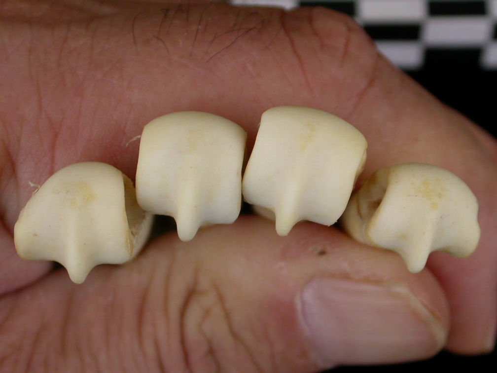 Metacarpals: distal part (8703 visits) Canis lupus - Adult - Right elementsCollection: Portuguese Center of Investigation in Archaeology, ... Metacarpals: distal part