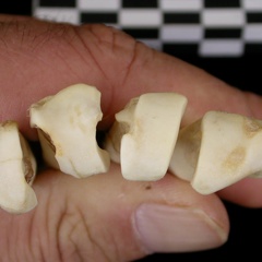 Métacarpiens : partie proximale (8379 visites) Canis lupus - Adulte - Éléments droitsCollection : Centre d'Investigation Portugais d'Archéologie... Métacarpiens : partie proximale