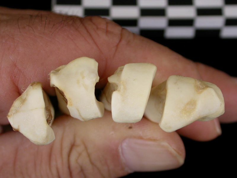 Métacarpiens : partie proximale (8367 visites) Canis lupus - Adulte - Éléments droitsCollection : Centre d'Investigation Portugais d'Archéologie... Métacarpiens : partie proximale