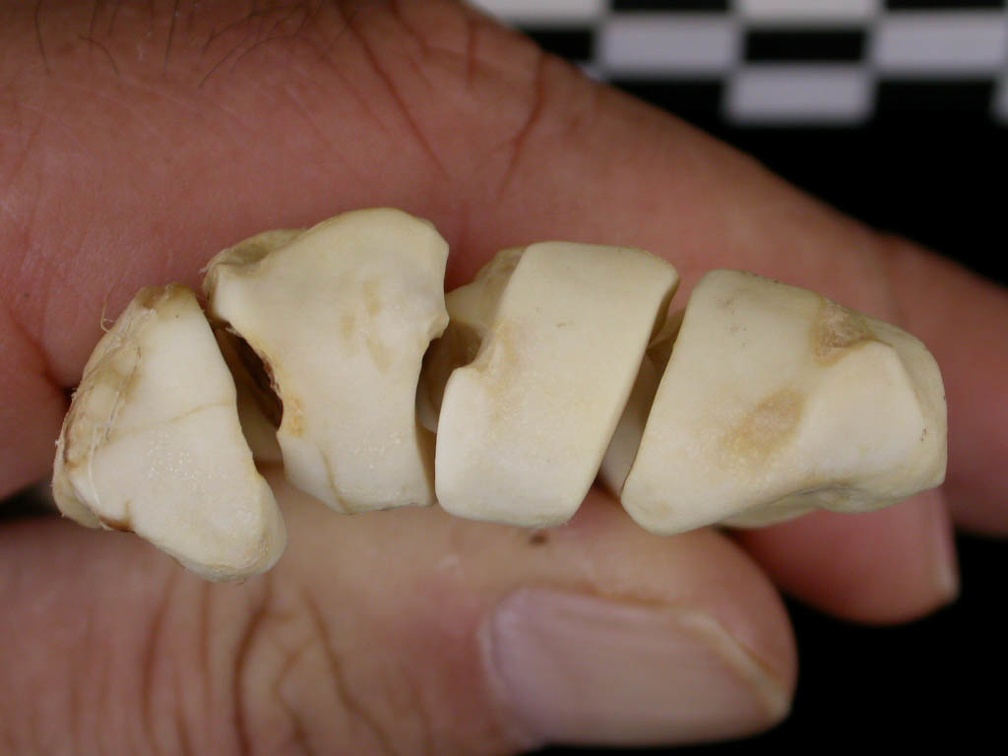 Metacarpals: proximale part (8880 visits) Canis lupus - Adult - Right elementsCollection: Portuguese Center of Investigation in Archaeology, ... Metacarpals: proximale part