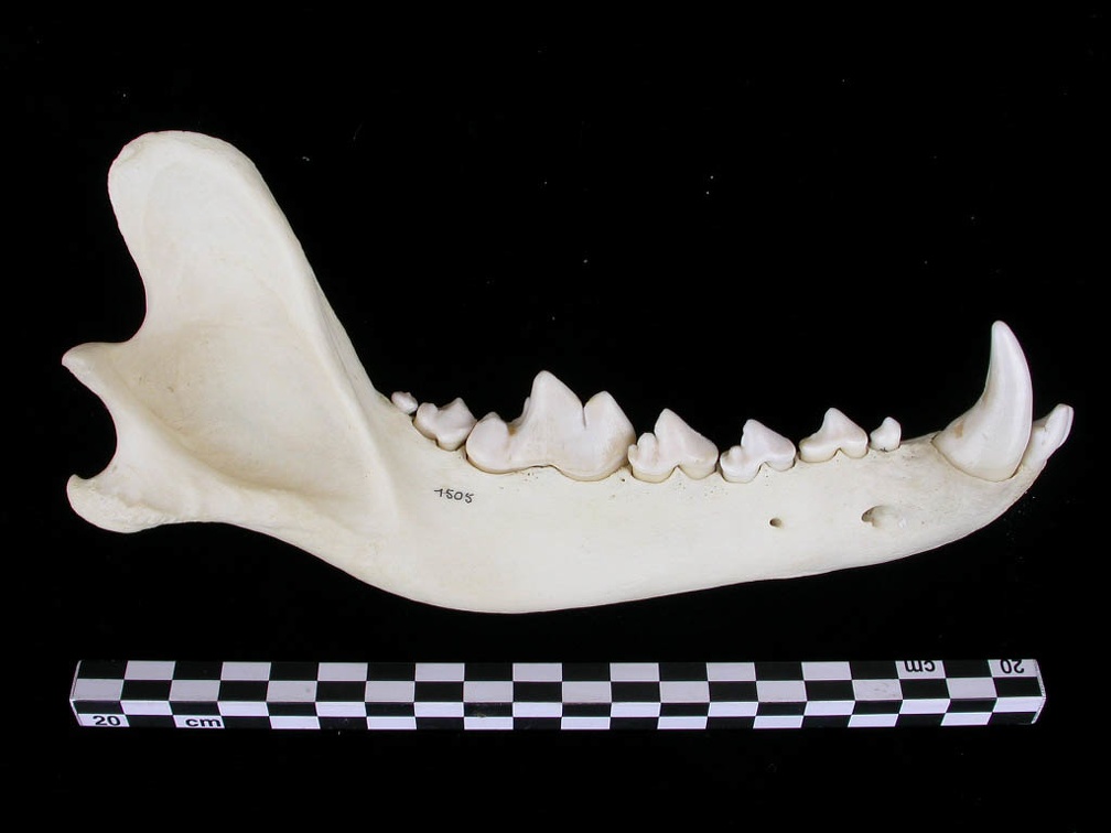 Mandible (7570 visits) Canis lupus - Adult - Right elementCollection: Portuguese Center of Investigation in Archaeology, L... Mandible