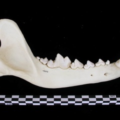 Mandibule (7565 visites) Canis lupus - Adulte - Élément droitCollection : Centre d'Investigation Portugais d'Archéologie, ... Mandibule