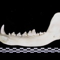 Mandibule (7538 visites) Canis lupus - Adulte - Élément droitCollection : Centre d'Investigation Portugais d'Archéologie, ... Mandibule