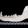 Mandible