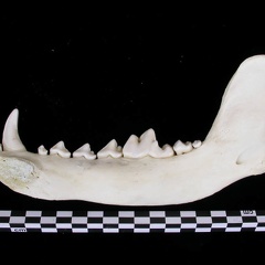 Mandibule (7511 visites) Canis lupus - Adulte - Élément droitCollection : Centre d'Investigation Portugais d'Archéologie, ... Mandibule