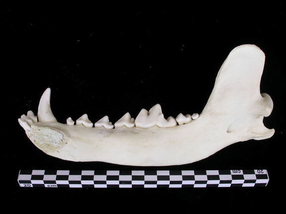 Mandibule (7604 visites) Canis lupus - Adulte - Élément droitCollection : Centre d'Investigation Portugais d'Archéologie, ... Mandibule