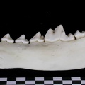 Mandibule (7450 visites) Canis lupus - Adulte - Élément droitCollection : Centre d'Investigation Portugais d'Archéologie, ... Mandibule