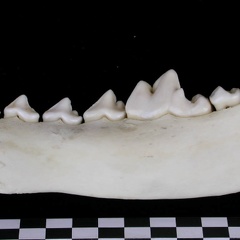Mandibule (7424 visites) Canis lupus - Adulte - Élément droitCollection : Centre d'Investigation Portugais d'Archéologie, ... Mandibule
