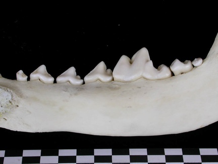 Mandibule (7427 visites) Canis lupus - Adulte - Élément droitCollection : Centre d'Investigation Portugais d'Archéologie, ... Mandibule