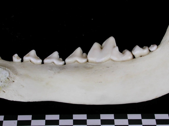 Mandibule (7515 visites) Canis lupus - Adulte - Élément droitCollection : Centre d'Investigation Portugais d'Archéologie, ... Mandibule