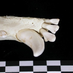 Dentition inférieure (7257 visites) Canis lupus - Adulte - Élément droitCollection : Centre d'Investigation Portugais d'Archéologie, ... Dentition inférieure