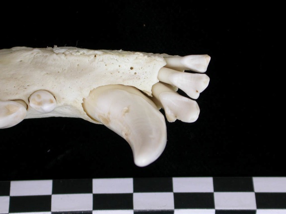 Dentition inférieure (7325 visites) Canis lupus - Adulte - Élément droitCollection : Centre d'Investigation Portugais d'Archéologie, ... Dentition inférieure