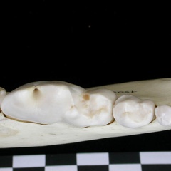Dentition inférieure (7632 visites) Canis lupus - Adulte - Élément droitCollection : Centre d'Investigation Portugais d'Archéologie, ... Dentition inférieure