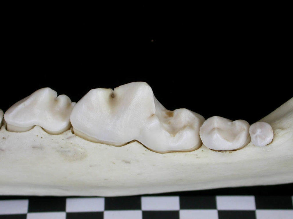 Dentition inférieure (7217 visites) Canis lupus - Adulte - Élément droitCollection : Centre d'Investigation Portugais d'Archéologie, ... Dentition inférieure