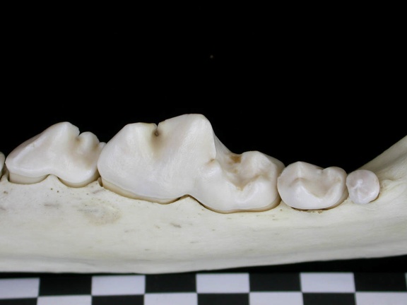 Dentition inférieure (7289 visites) Canis lupus - Adulte - Élément droitCollection : Centre d'Investigation Portugais d'Archéologie, ... Dentition inférieure