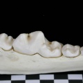 Cl2-Md6.jpg