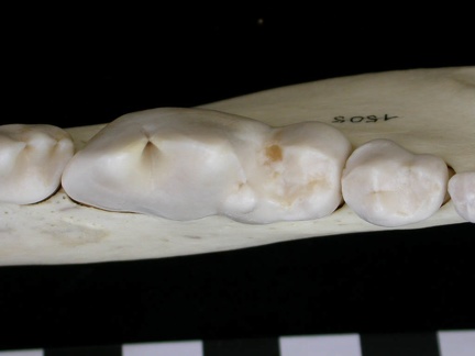 Dentition inférieure (7060 visites) Canis lupus - Adulte - Élément droitCollection : Centre d'Investigation Portugais d'Archéologie, ... Dentition inférieure