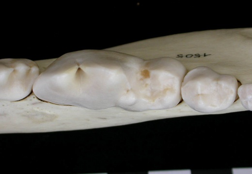 Dentition inférieure (7058 visites) Canis lupus - Adulte - Élément droitCollection : Centre d'Investigation Portugais d'Archéologie, ... Dentition inférieure