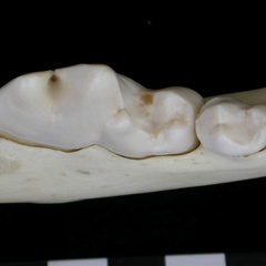 Dentition inférieure (7130 visites) Canis lupus - Adulte - Élément droitCollection : Centre d'Investigation Portugais d'Archéologie, ... Dentition inférieure