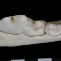 Cl2-Md8.jpg