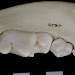 Dentition inférieure (7133 visites) Canis lupus - Adulte - Élément droitCollection : Centre d'Investigation Portugais d'Archéologie, ... Dentition inférieure