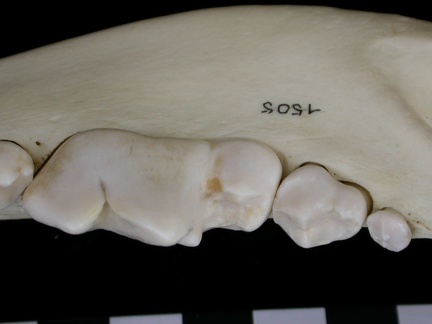 Dentition inférieure (7132 visites) Canis lupus - Adulte - Élément droitCollection : Centre d'Investigation Portugais d'Archéologie, ... Dentition inférieure