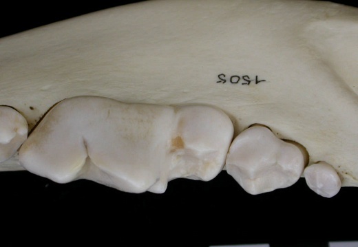 Lower teeth