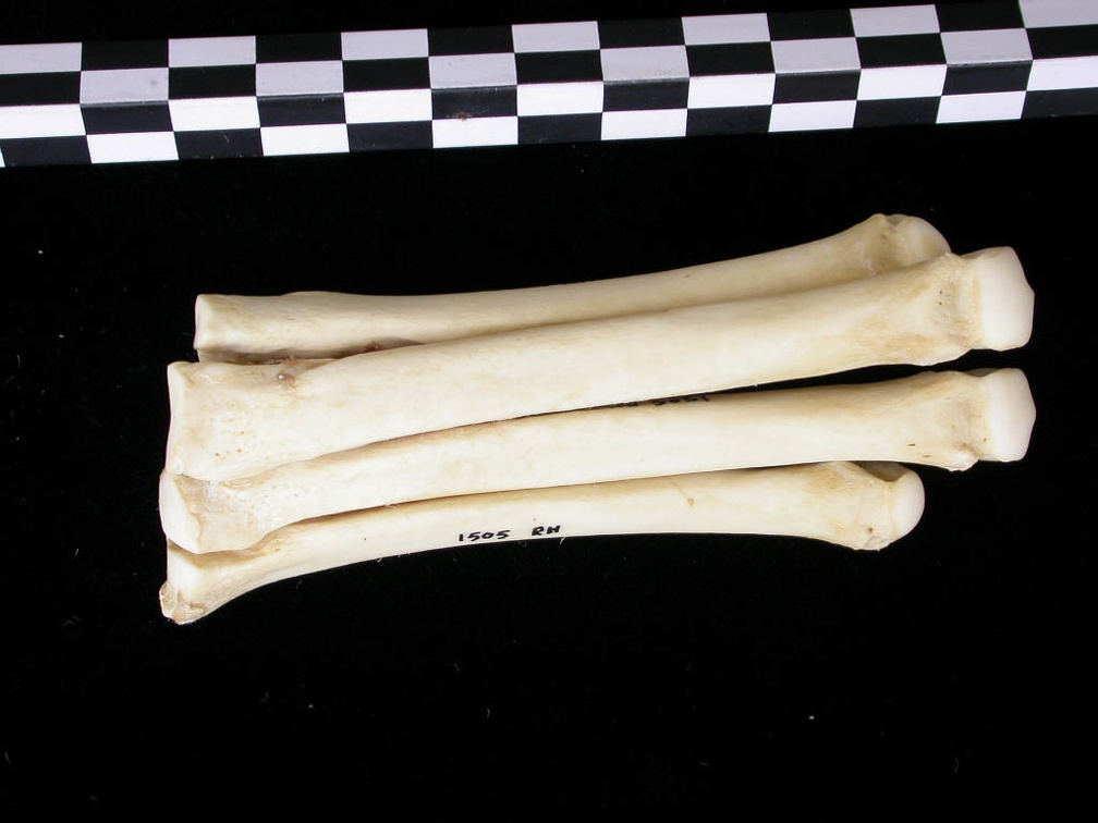 Métatarsiens (9311 visites) Canis lupus - Adulte - Éléments droitsCollection : Centre d'Investigation Portugais d'Archéologie... Métatarsiens