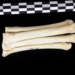 Métatarsiens (9301 visites) Canis lupus - Adulte - Éléments droitsCollection : Centre d'Investigation Portugais d'Archéologie... Métatarsiens