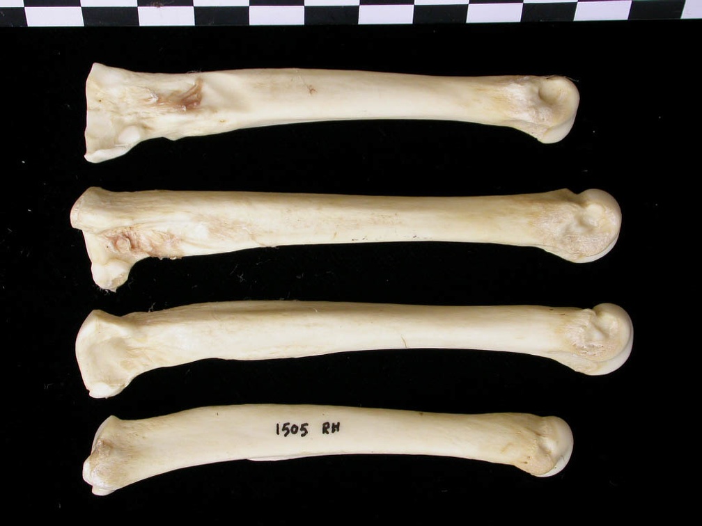 Métatarsiens (9787 visites) Canis lupus - Adulte - Éléments droitsCollection : Centre d'Investigation Portugais d'Archéologie... Métatarsiens